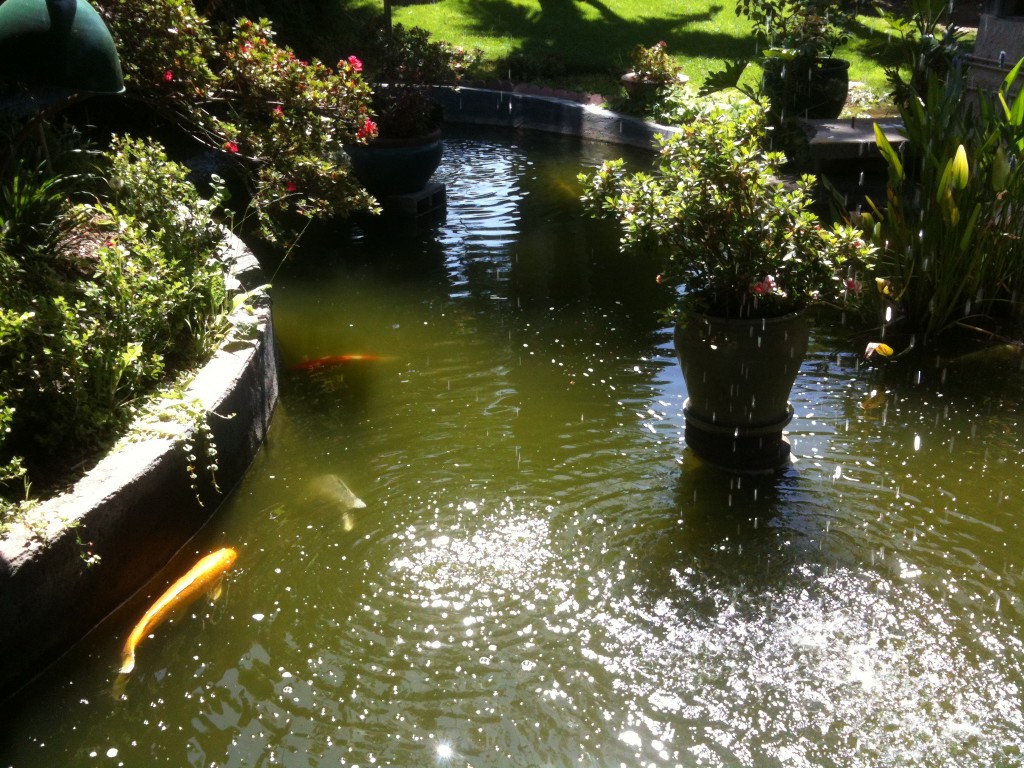 Koi pond at the entrance of Shanghai Red's